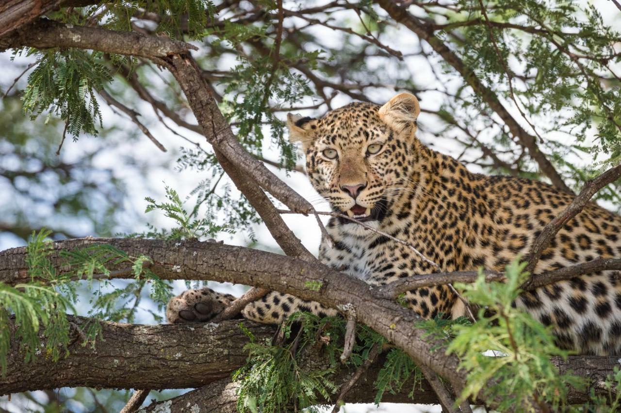 Taasa Lodge Серенгеті Екстер'єр фото